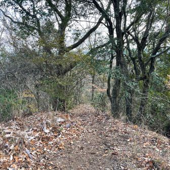 では復路はそのまま尾根を東に進みます