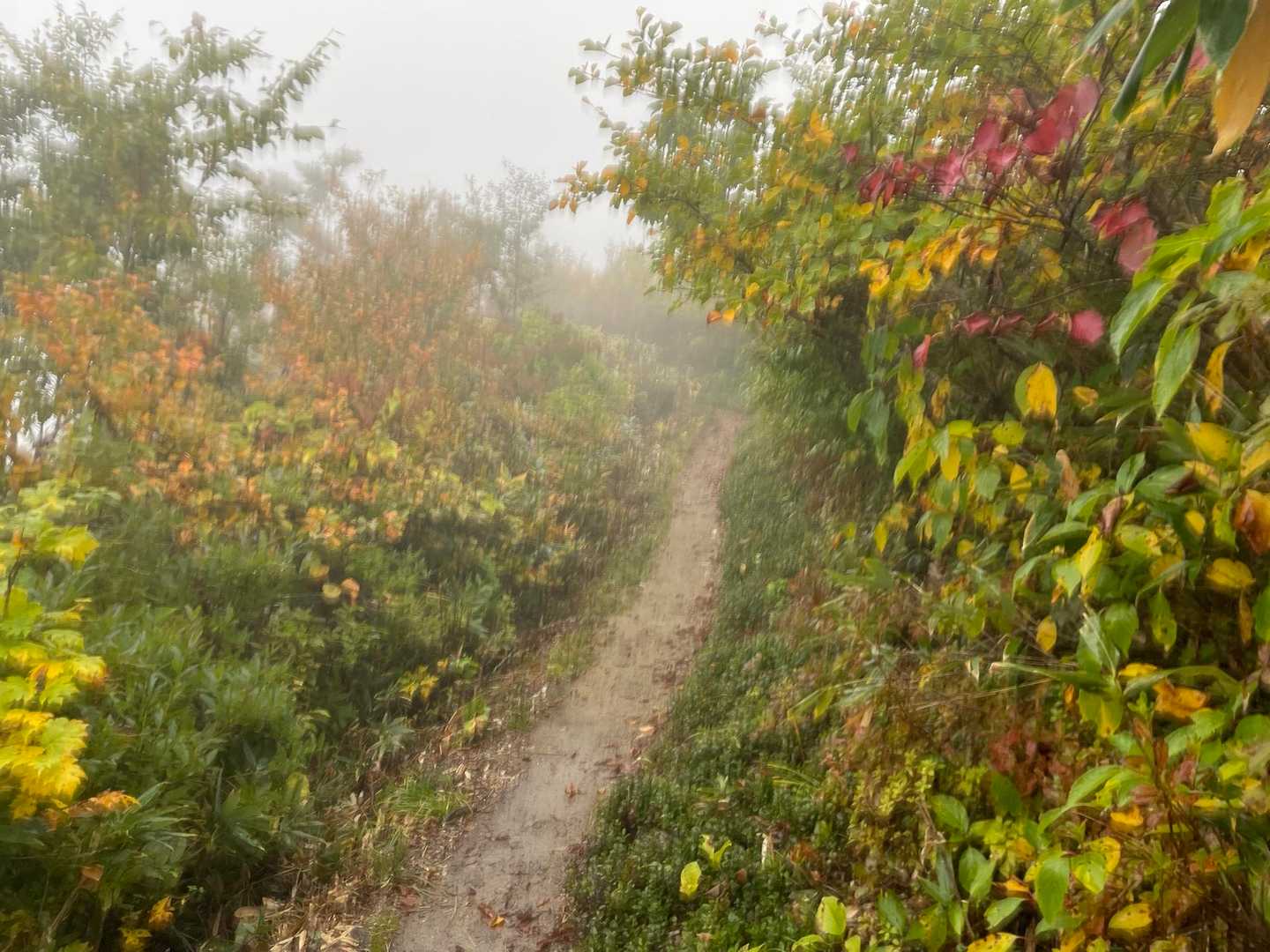 御沢登山口-横峰 縦走コースの写真