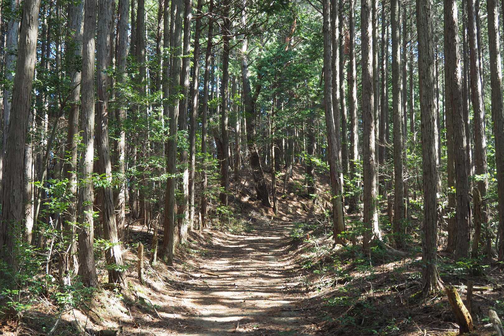 稱名寺-柚野山 周回コースの写真