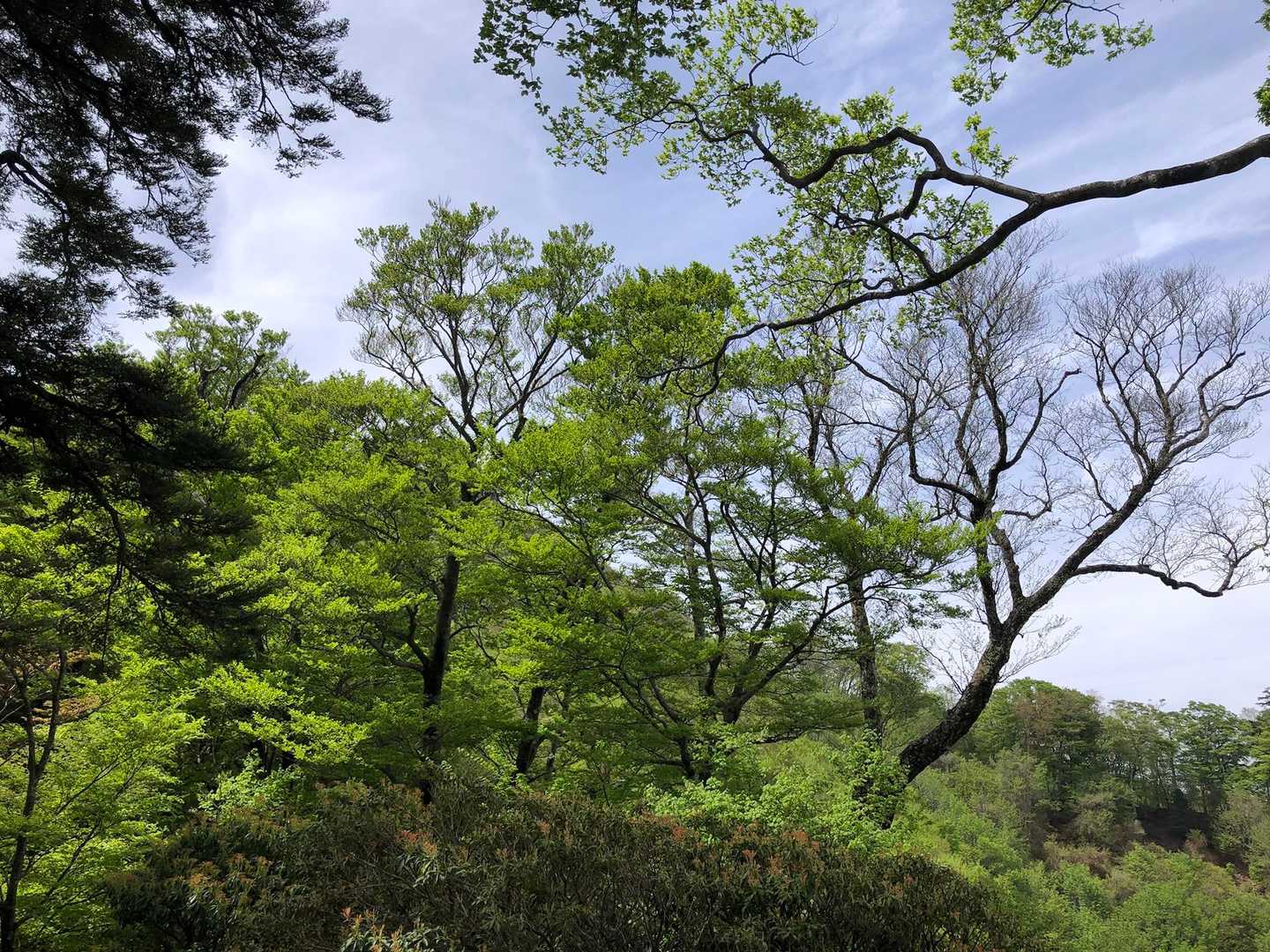 晴れて来ました☀️
新緑が綺麗です🌱