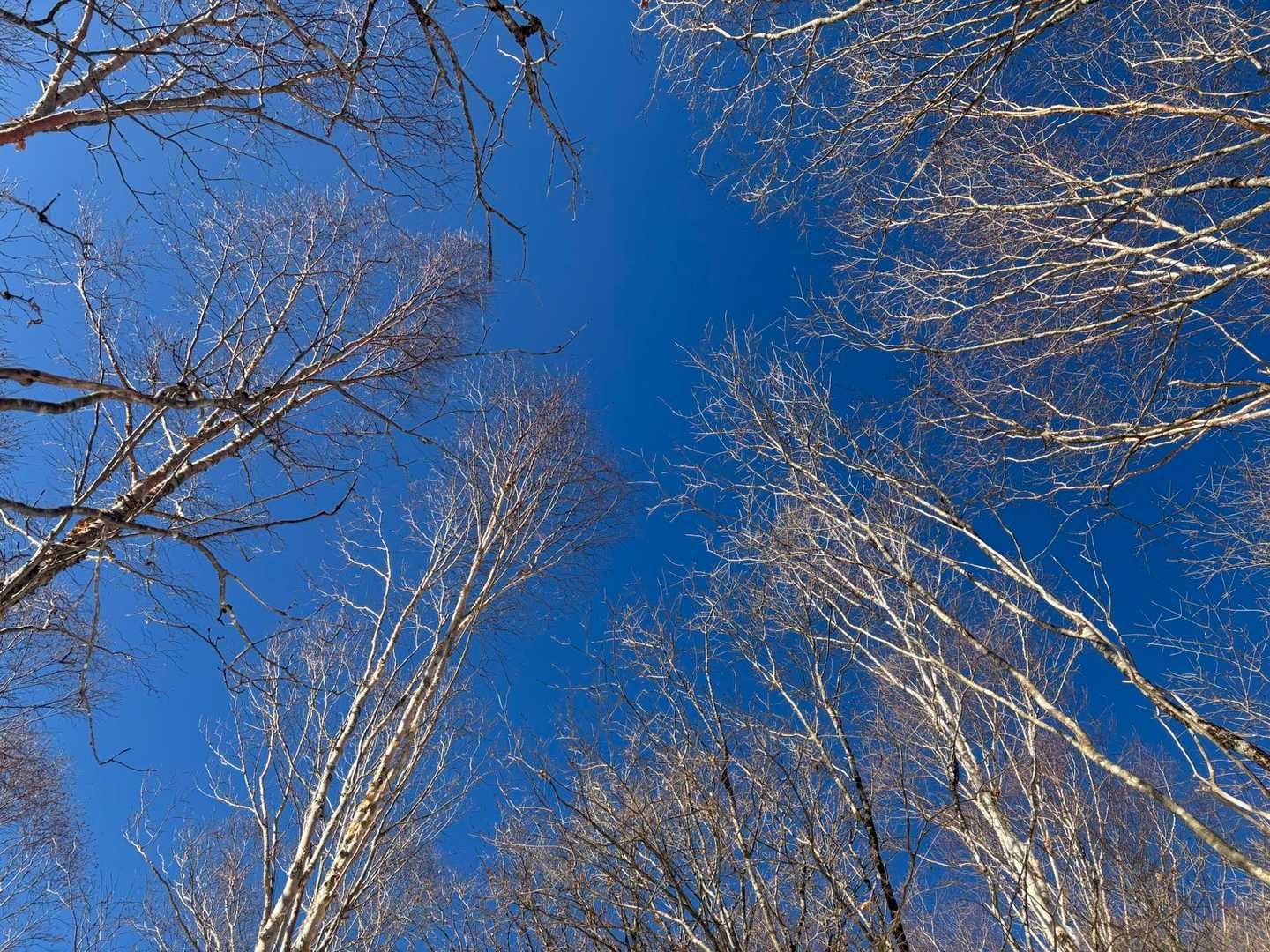これがバッチリ霧氷の予定がすっかり普通の枯れ木と青空。