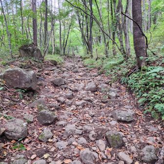 広い登山道