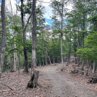 高尾天平山頂付近。本日唯一の山頂でしたが、山頂標識は見当たらず。