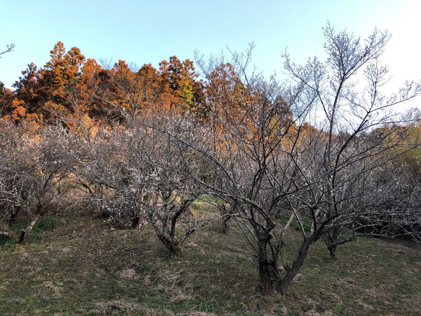 登山口付近の桜🌸
