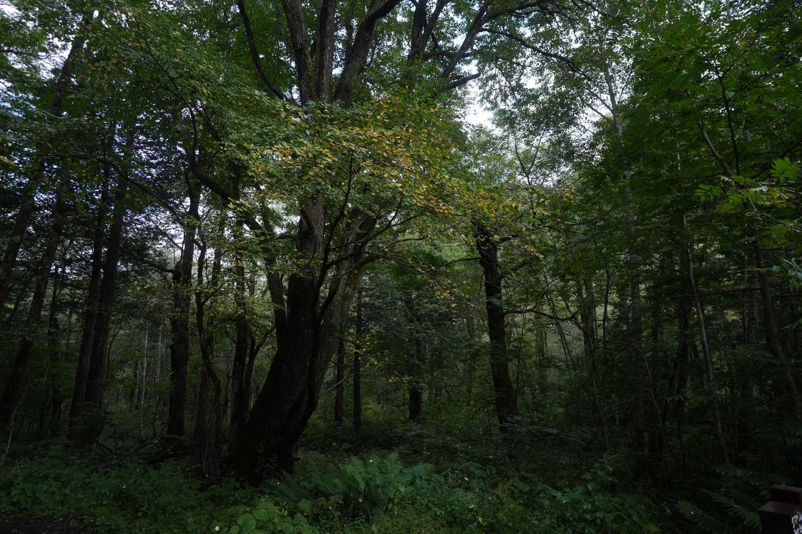 上高地バス停-河童橋-小梨平-槍見河原-赤沢岩小屋-天狗池 往復コースの写真