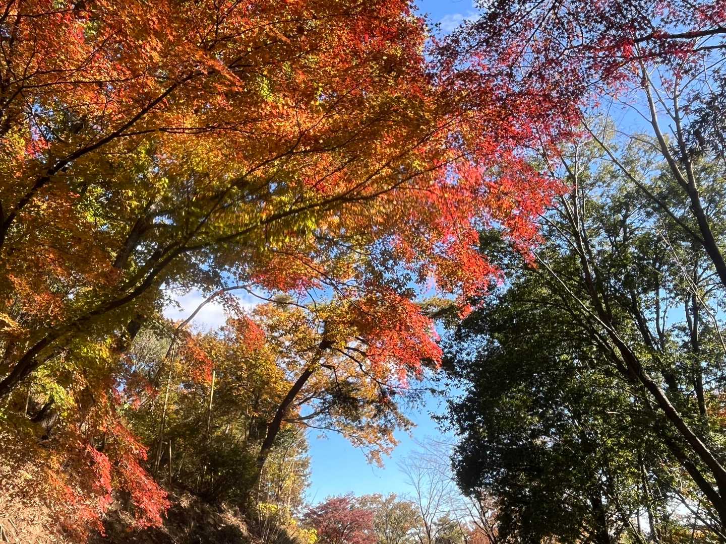 紅葉ロードだ🍁