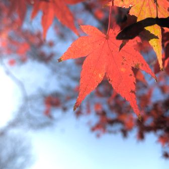 それでも陽が当たると綺麗です🤩
