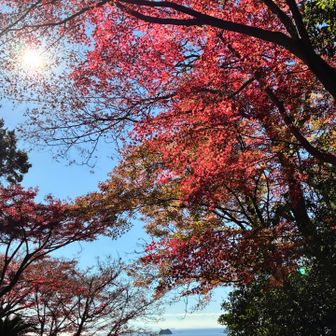 ここにも紅葉🍁
