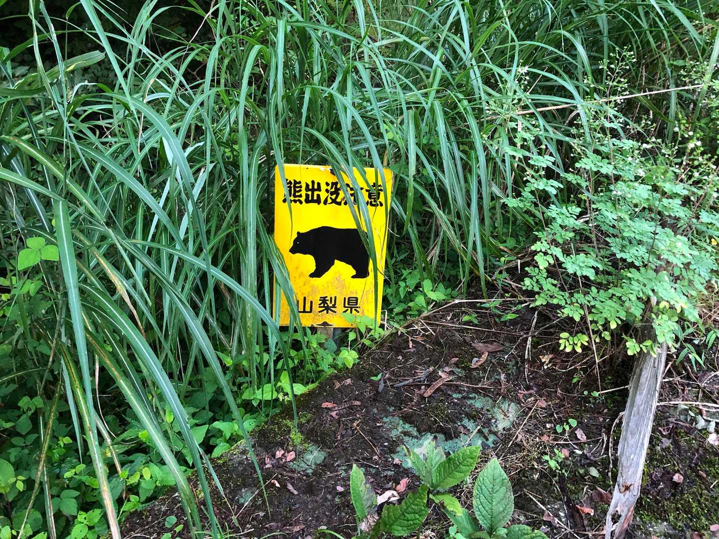 熊出没注意 ⚠️🐻