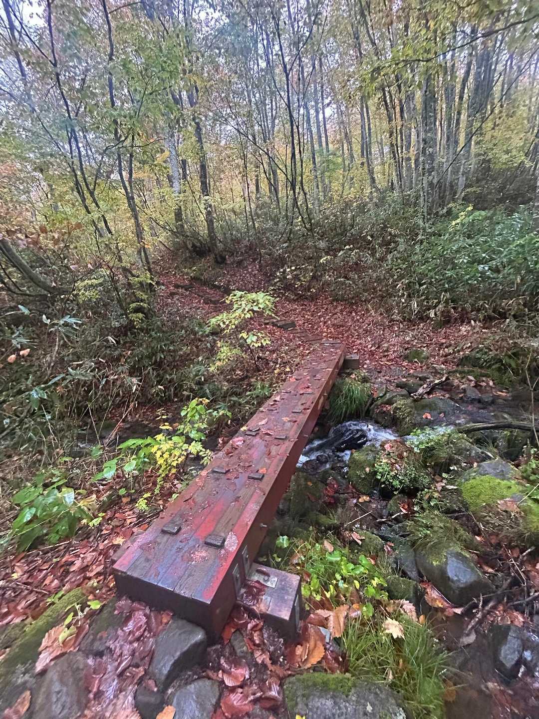 良く整備された登山道を進みます。