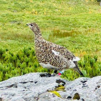 ライチョウです｡先日の木曽駒ヶ岳には続いて、今日も会えるとは、超ラッキーです