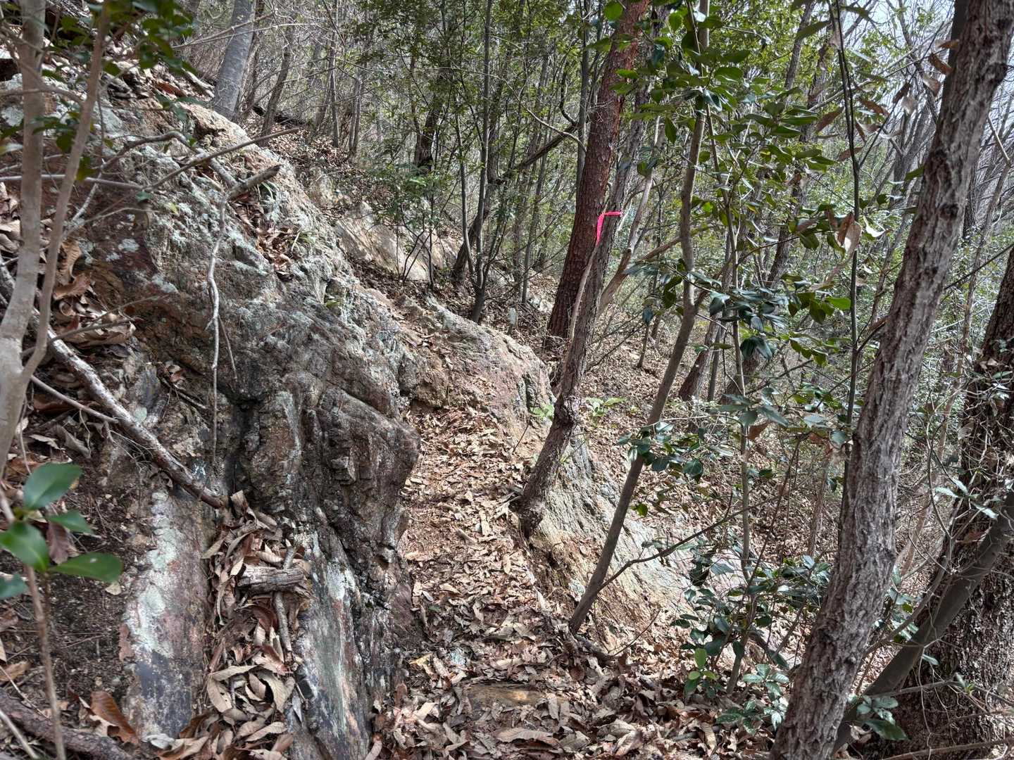 向山-須衛山-見晴台登山口 周回コースの写真