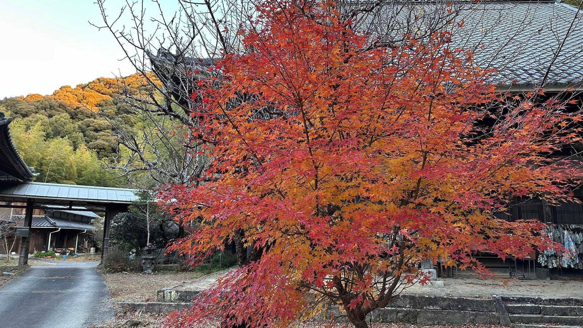 キレイな紅葉🍁