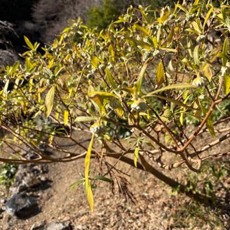 ミツマタがもうつぼみ