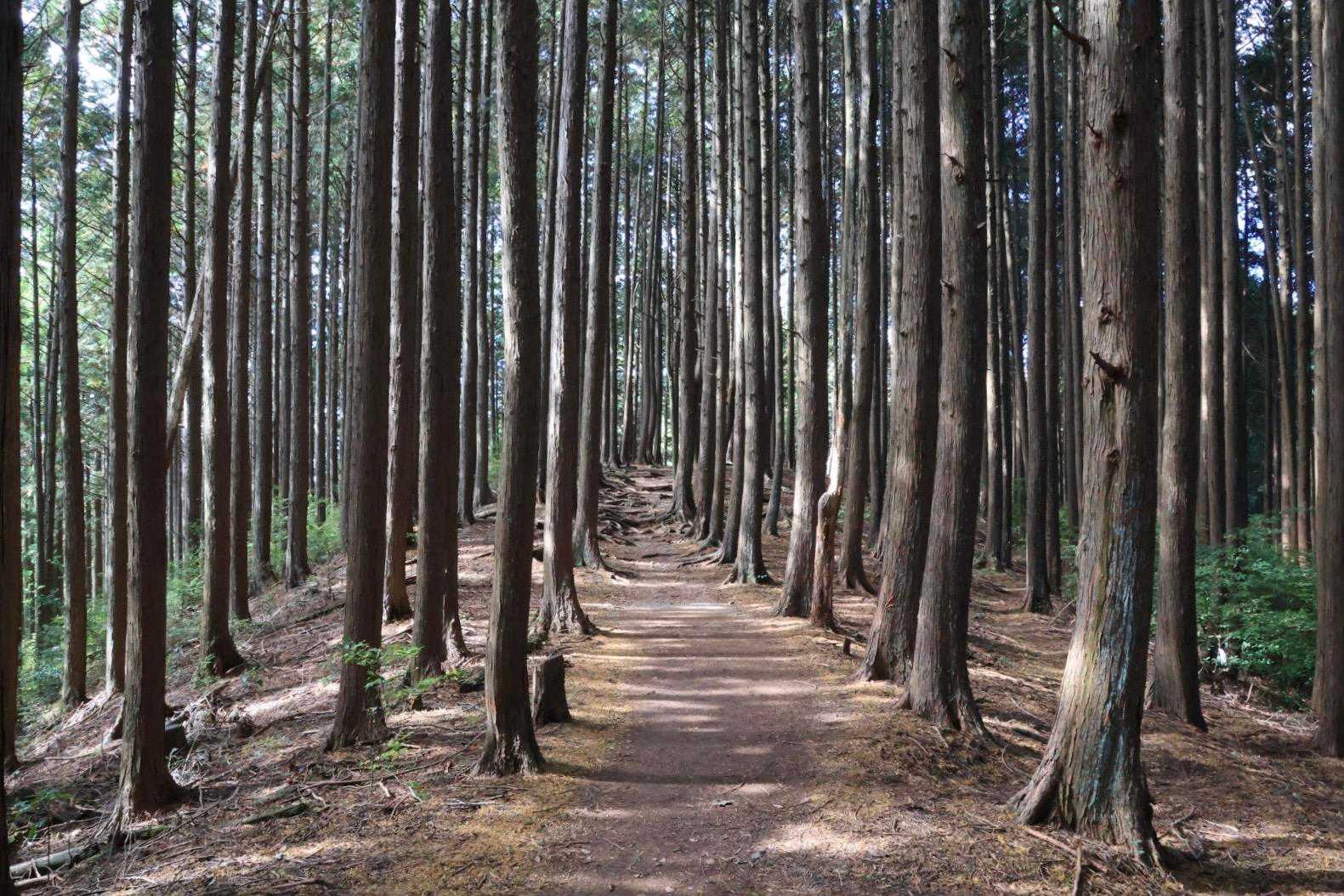 綺麗な登山道😍