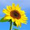 Sun-flower