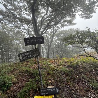山頂から下山し始めて、コヤマノ岳到着。眺望なし。
