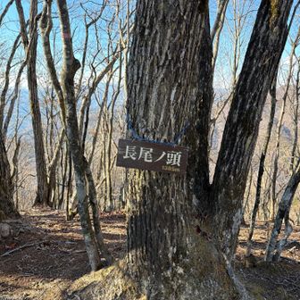 長尾ノ頭
この前に榛ノ木尾山が有ったはずだがバテバテで見落としてしまった