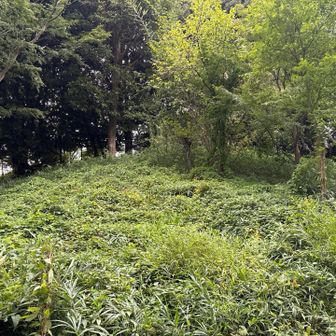 宝莱山、こちらが山頂か？