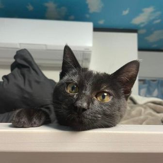 黒猫🐈‍⬛