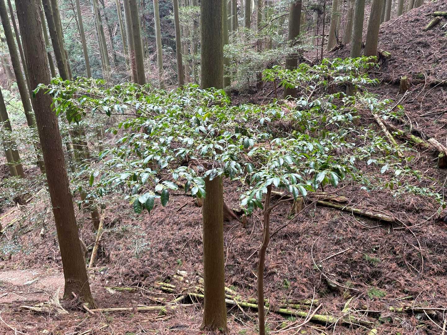 ヒサカキ
お友達に春の独特な匂いはヒサカキと教えてもらってから、初めて近くで匂いを嗅いでみた！
なかなかな匂い！
3人で春の匂いを再確認した