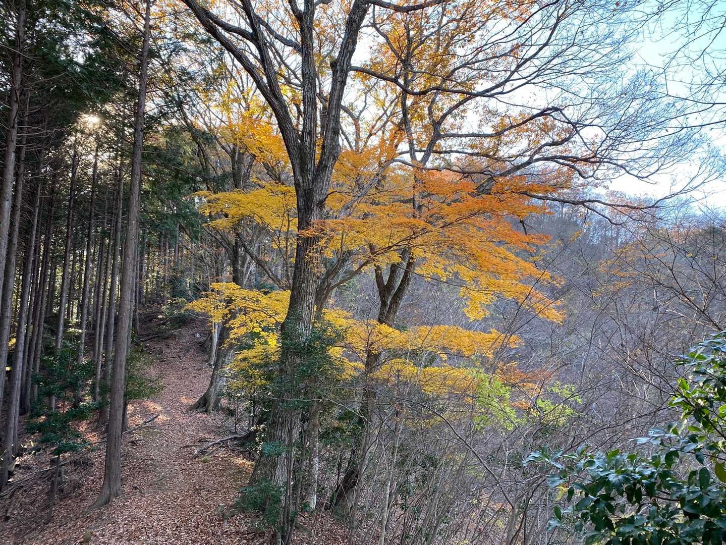 紅葉🍁残ってました！