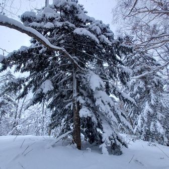 ピークにステキな木がありました～😊

山頂看板は、
もう少し奥のようです😃