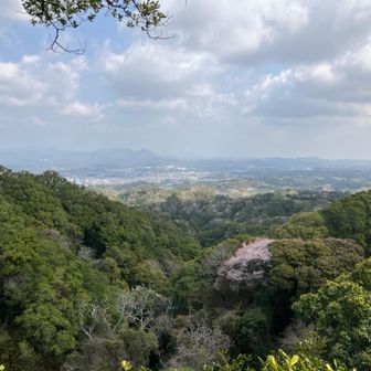 サクラ🌸も混じって
春ですね〜
もうじき新緑の季節☘️