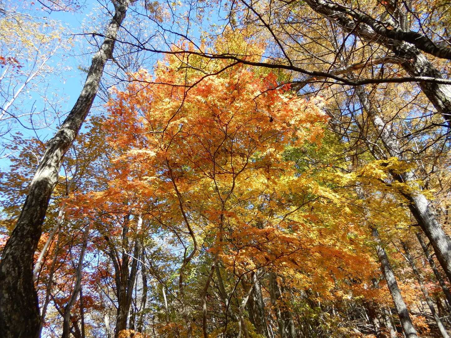 🍁💕💛✨