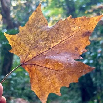 カジカエデ（梶楓)
           ムクロジ科カエデ属

　葉は大型で形が美しいカエデです。カナダの国旗のサトウカエでに葉の形が似ています。