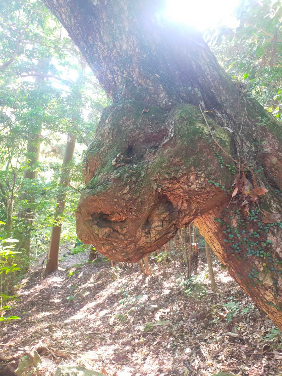 熊群ザウルスね
知ってる🧐
お腹空いてる？