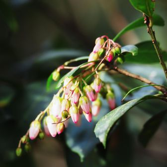 アセビ

生まれて初めて...
アセビを撮影📷