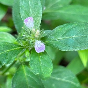 キツネノマゴ(狐の孫)

今年の冬の大雪で、倒れた大木を迂回
綺麗に迂回路が作ってくださってあるので
ありがたい