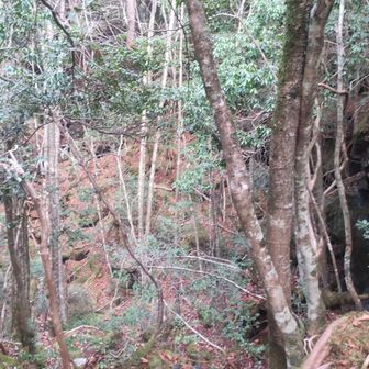 大室洞穴
写真じゃよくわからない