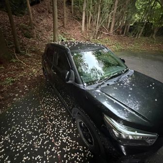 下山！
何台もあった車の姿はもう無し
日陰に止めてたら、
自分の車だけいじめられてた🥲

かわいそうにぃって花びら落としてる最中にもまた上から降ってくる😭