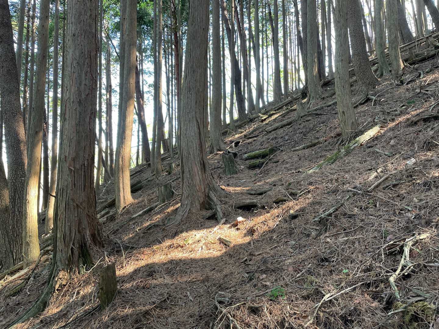 暫くは植林帯を👣
五葉岳は初めてではないんだけど、こんな植林帯を通ったかな〜？
(全く記憶が無いんだけど...)
