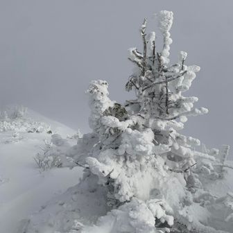 山名板がある木を探したけど、山名板は見つけられず💦
→同日登られたmimaosanが見つけてくれました！