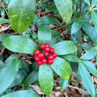 ミヤマシキミ😀