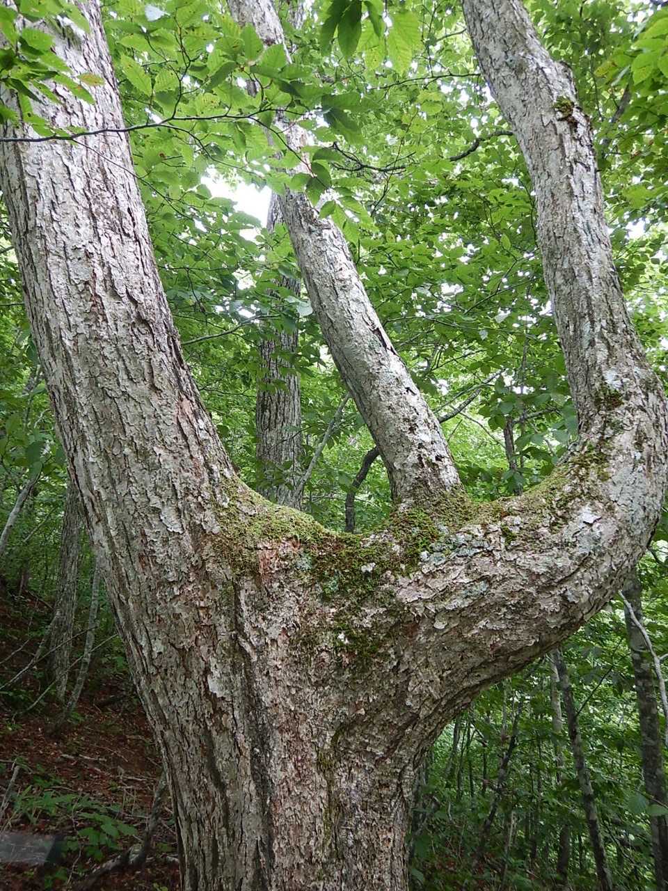 tri-furcation