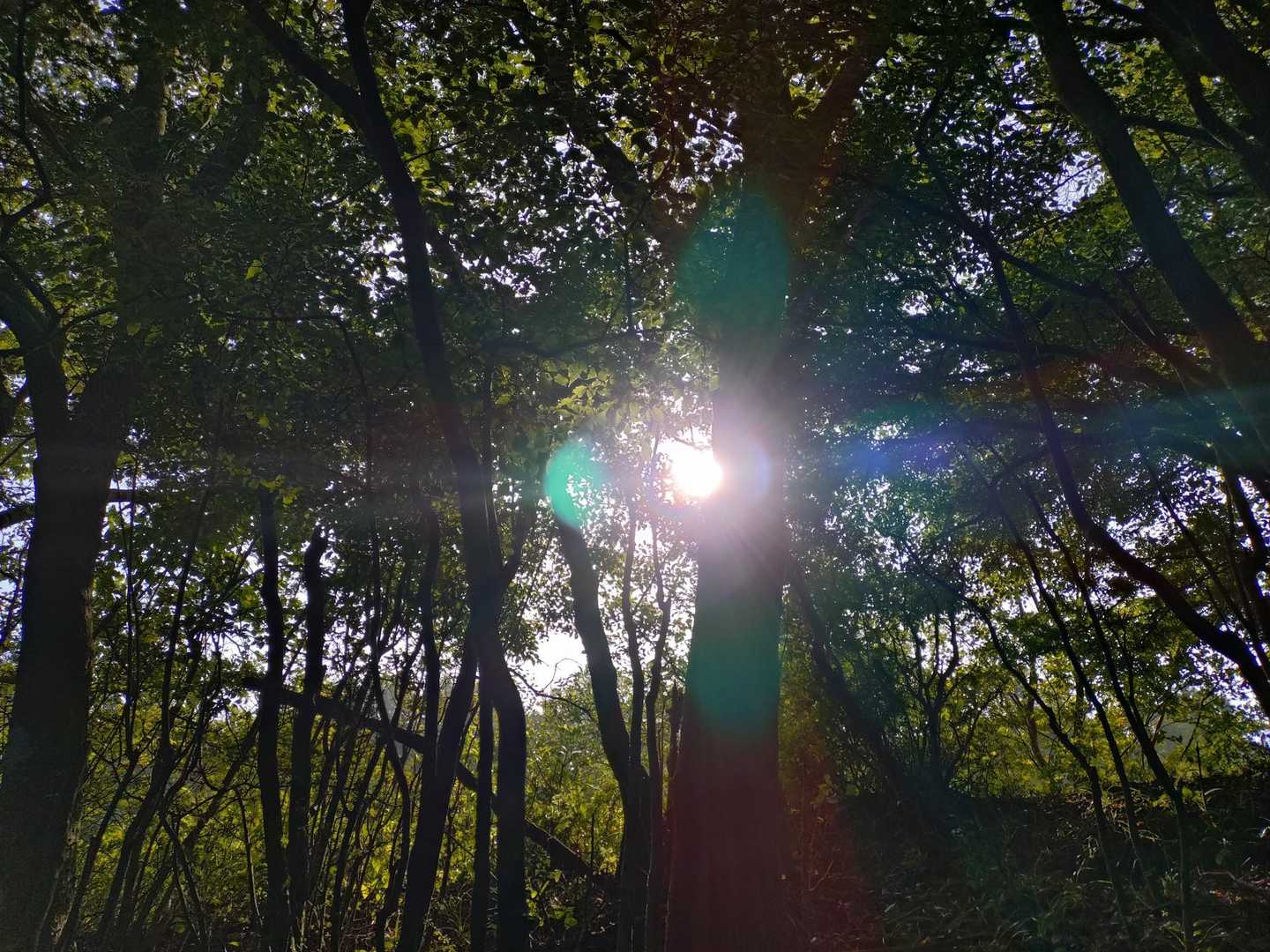 IZU TRAIL Journey Around Alone 28kの写真