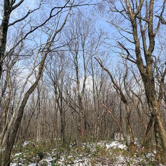 360°雑木林
開放感があって何となく落ち着く
安定の青空が出てきたから気をよくして