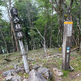 八紘嶺、1918m。初めて人に会う。七面山から縦走されてきた、倒木が凄かった、と。