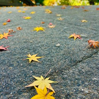 11.宝物館へ

大山祇神社の宝物館は紫陽殿、国宝館、大三島海事博物館の3館（入館料 ¥1,000）
紫陽殿、国宝館には鎧、兜、刀剣類などが展示され、越智押領使好方の日本最古の大鎧や、河野一族のものや源義経、源頼朝の鎧、大森彦七所用の国宝の大太刀等が展示されています。