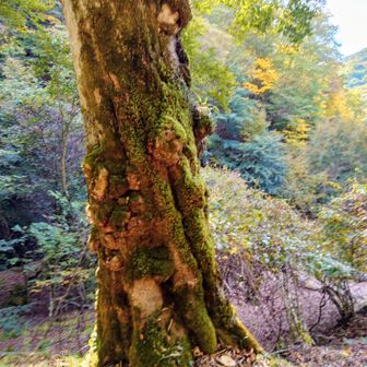 苔むしている大樹
その木に・・