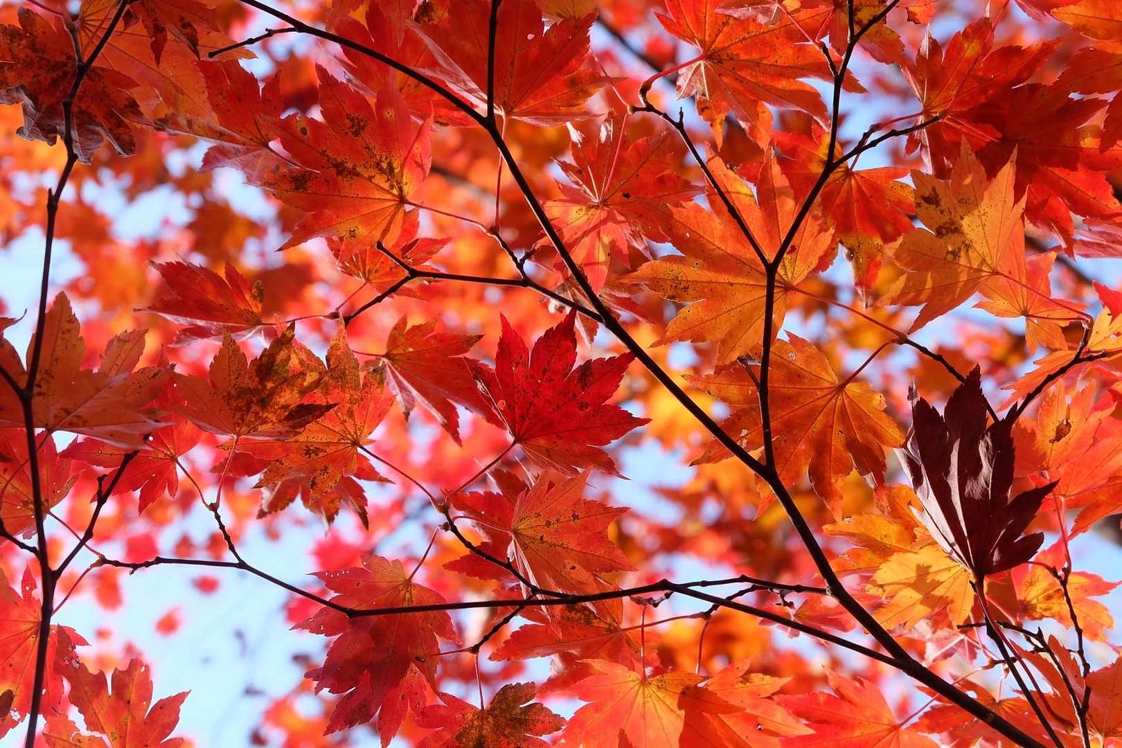 紅葉🍁✨