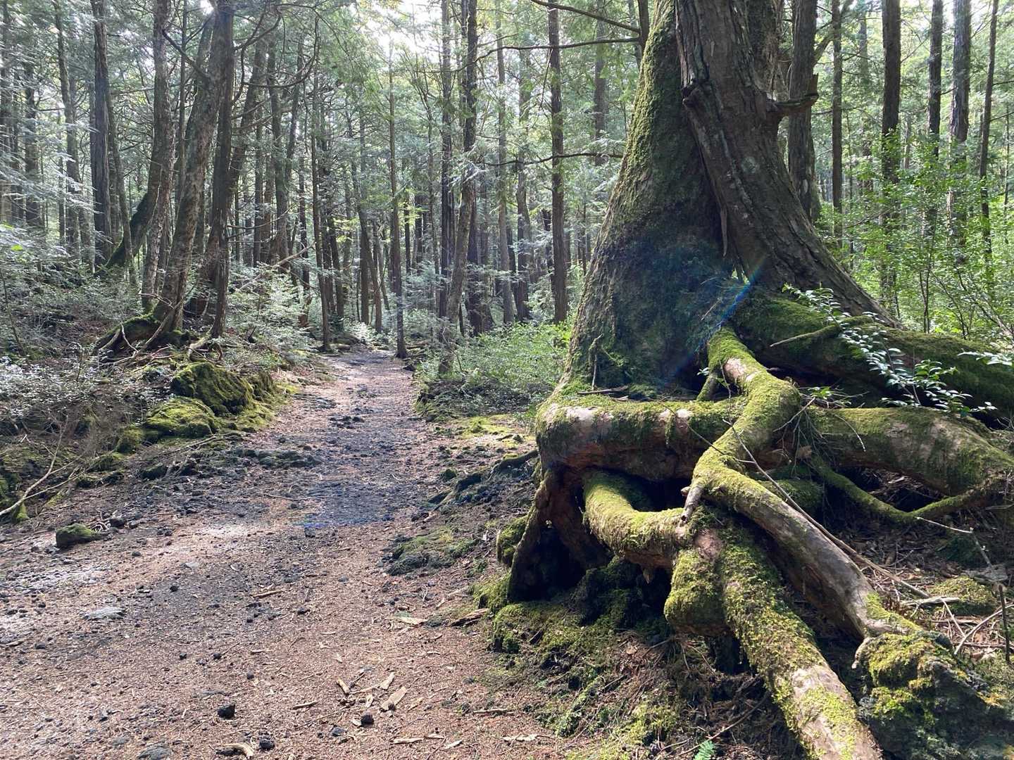 森へと入ると雰囲気違うね