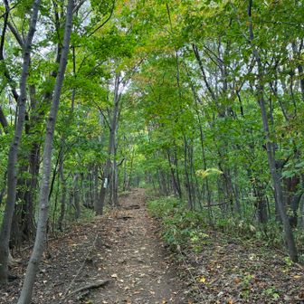三角山はまだ緑優勢