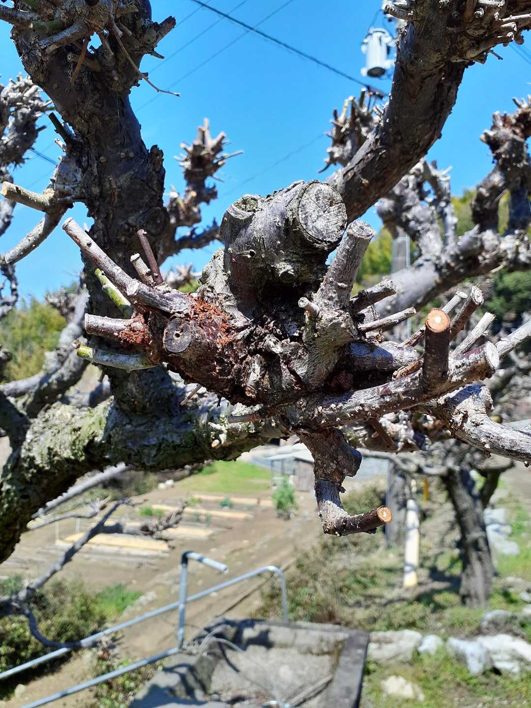 お花の終わった臥龍梅の木
思いっきり刈り込んでいます😲