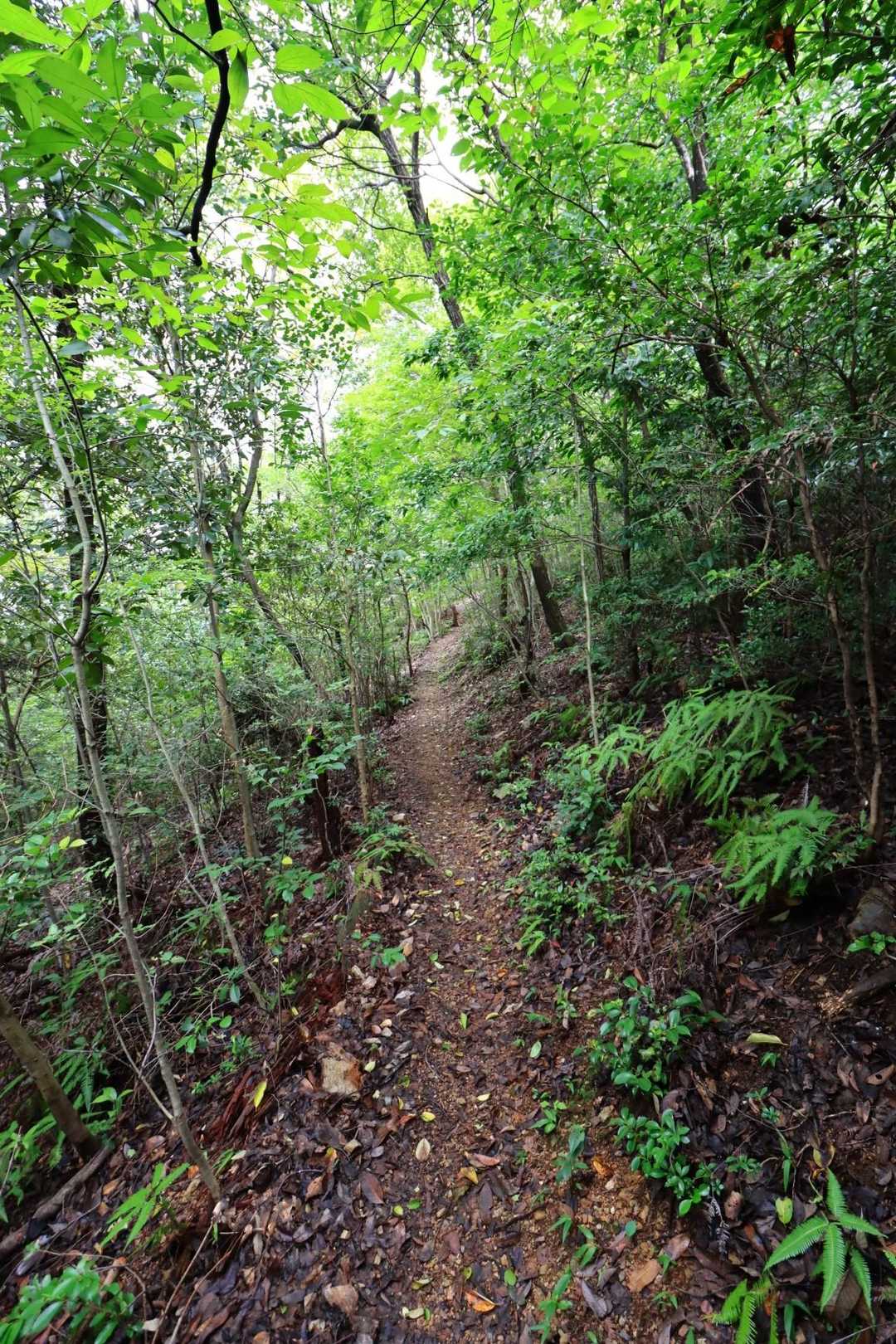 このような登山道が多いです。よく整備されてます