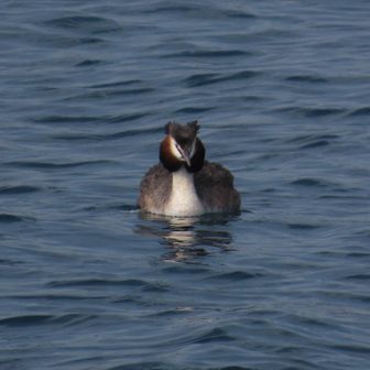 飛行機で寝るときに首につけるやつ
取れんくなった